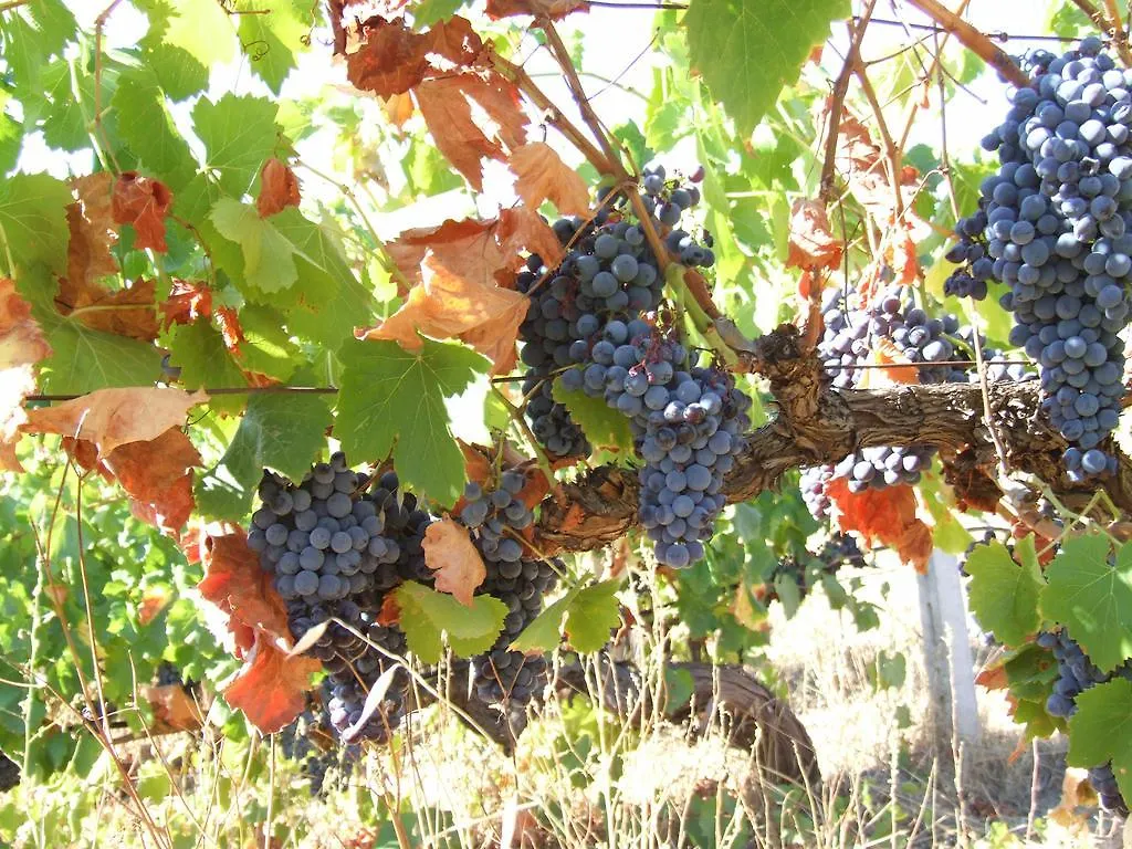 Agriturismo Locoe Oliena Italien